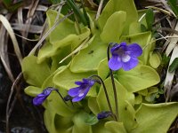 Pinguicula leptoceras 13, Saxifraga-Harry Jans  Pinguicula leptoceras