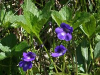 Pinguicula leptoceras 2, Saxifraga-Jeroen Willemsen