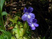 Pinguicula leptoceras 4, Saxifraga-Ed Stikvoort