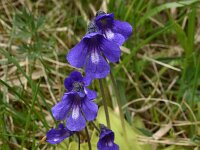 Pinguicula leptoceras 9, Saxifraga-Harry Jans  Pinguicula leptoceras