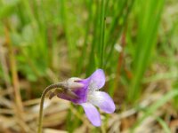 Pinguicula vulgaris 34, Saxifraga-Rutger Barendse