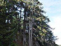 Pinus heldreichii 11, Saxifraga-Harry Jans  Pinus heldreichii