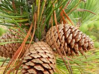 Pinus radiata 9, Saxifraga-Rutger Barendse