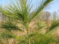 Pinus strobus 3, Weymouthden, Saxifraga-Rutger Barendse