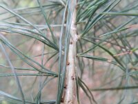 Pinus strobus 7, Weymouthden, Saxifraga-Rutger Barendse