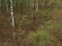 Pinus sylvestris 40, Grove den, Saxifraga-Hans Boll