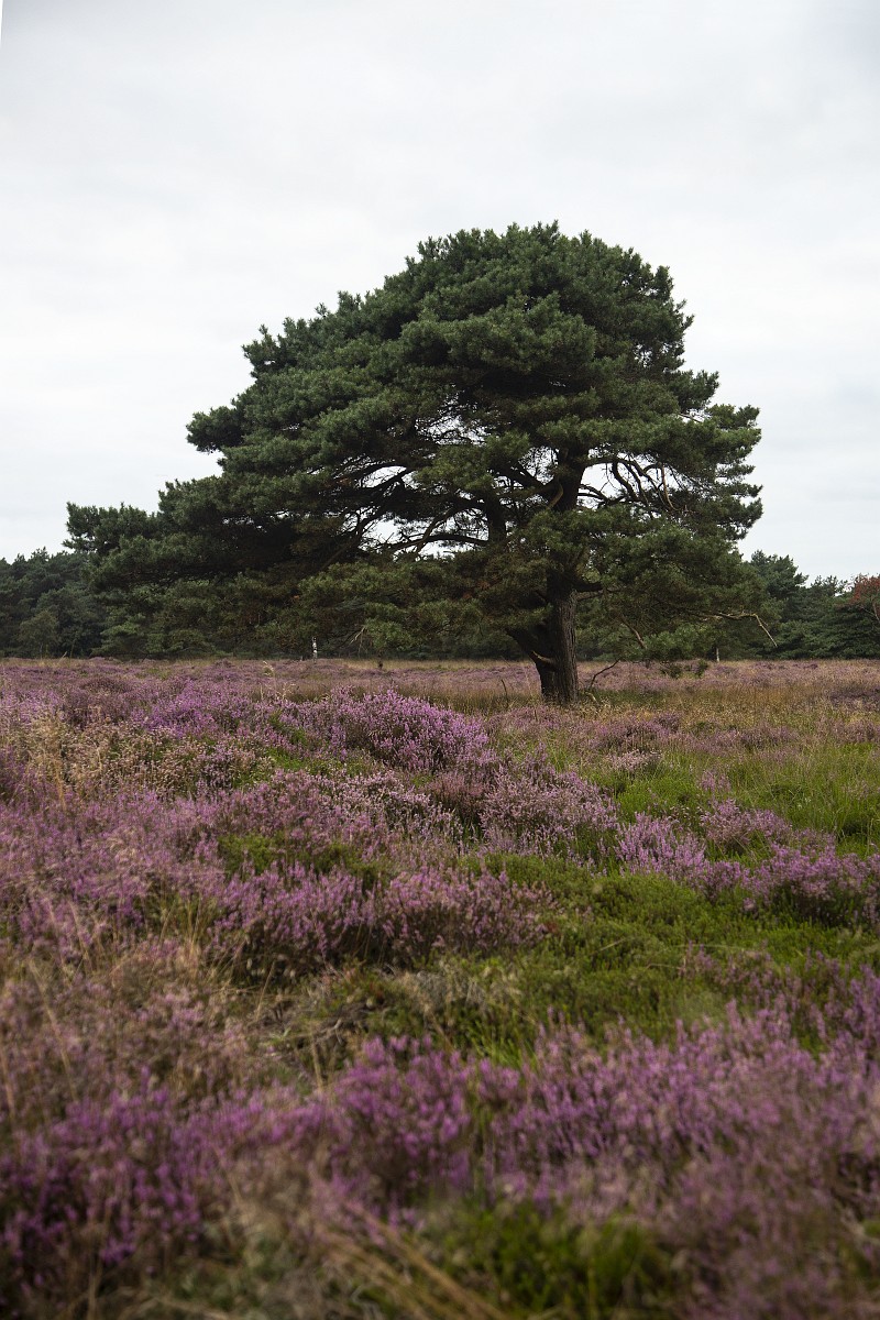 Pinus sylvestris, Scots Pine