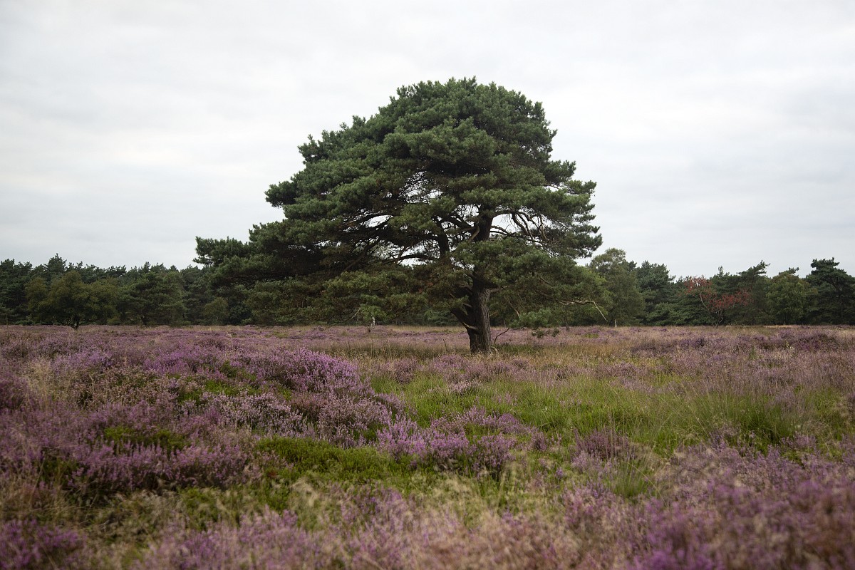 Pinus sylvestris, Scots Pine