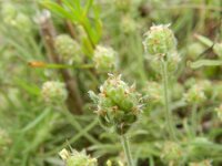 Plantago afra 19, Vlozaad, Saxifraga-Rutger Barendse