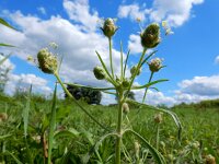 Plantago arenaria 11, Zandweegbree, Saxifraga-Ed Stikvoort
