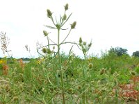 Plantago arenaria 14, Zandweegbree, Saxifraga-Ed Stikvoort