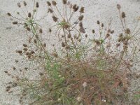 Plantago arenaria 8, Zandweegbree, Saxifraga-Rutger Barendse