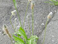 Plantago lagopus 12, Saxifraga-Rutger Barendse