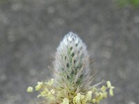 Plantago lagopus 14, Saxifraga-Rutger Barendse
