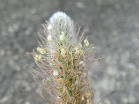 Plantago lagopus 15, Saxifraga-Rutger Barendse