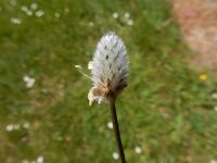 Plantago lagopus 16, Saxifraga-Peter Meininger