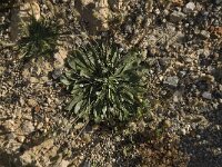 Plantago lagopus 2, Saxifraga-Willem van Kruijsbergen