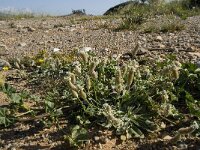 Plantago lagopus 4, Saxifraga-Willem van Kruijsbergen