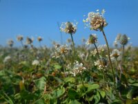 Plantago lagopus 9,  Saxifraga-Ed Stikvoort