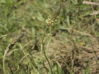 Plantago lanceolata 11, Smalle weegbree, Saxifraga-Jan van der Straaten