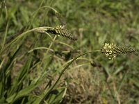 Plantago lanceolata 13, Smalle weegbree, Saxifraga-Jan van der Straaten