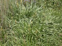 Plantago maritima 10, Zeeweegbree, Saxifraga-Peter Meininger