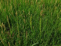 Plantago maritima 25, Zeeweegbree, Saxifraga-Hans Boll