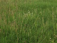 Plantago maritima 26, Zeeweegbree, Saxifraga-Hans Boll