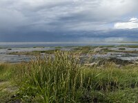 Plantago maritima 3, Zeeweegbree, Saxifraga-Jan van der Straaten