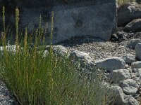 Plantago maritima 9, Zeeweegbree, Saxifraga-Jan van der Straaten