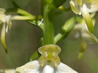 Platanthera chlorantha 17, Bergnachtorchis, Saxifraga-Hans Dekker