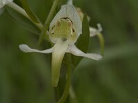 Platanthera chlorantha 30, Bergnachtorchis, Saxifraga-Willem van Kruijsbergen