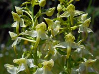 Platanthera chlorantha 49, Bergnachtorchis, Saxifraga-Ed Stikvoort