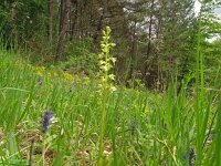 Platanthera chlorantha 61, Bergnachtorchis, Saxifraga-Hans Grotenhuis