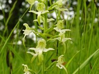 Platanthera chlorantha 63. Bergnachtorchis, Saxifraga-Hans Grotenhuis