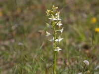 Platanthera chlorantha 65, Bergnachtorchis, Saxifraga-Mark Zekhuis
