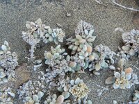 Polycarpaea nivea 6, Saxifraga-Rutger Barendse