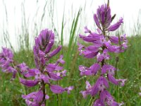 Polygala major 2, Saxifraga-Jan Willem Jongepier