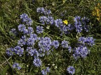 Polygala vulgaris 6, Gewone vleugeltjesbloem, Saxifraga-Marijke Verhagen