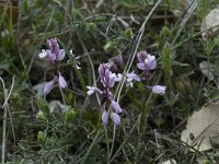 Polygala vulgaris ssp vulgaris 3, Gewone vleugeltjesbloem, Saxifraga-Willem van Kruijsbergen