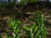 Polygonatum odoratum 17, Welriekende salomonszegel, Saxifraga-Ed Stikvoort