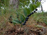 Polygonatum odoratum 18, Welriekende salomonszegel, Saxifraga-Ed Stikvoort