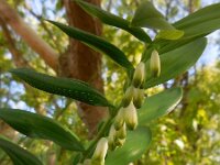 Polygonatum odoratum 21, Welriekende salomonszegel, Saxifraga-Ed Stikvoort