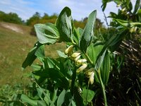 Polygonatum odoratum 22, Welriekende salomonszegel, Saxifraga-Ed Stikvoort