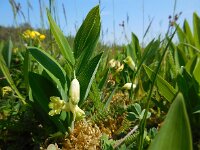 Polygonatum odoratum 23, Welriekende salomonszegel, Saxifraga-Ed Stikvoort