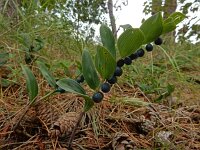Polygonatum odoratum 26, Welriekende salomonszegel, Saxifraga-Ed Stikvoort