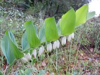 Polygonatum odoratum 27, Welriekende salomonszegel, Saxifraga-Rutger Barendse