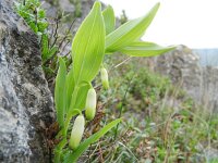 Polygonatum odoratum 28, Welriekende salomonszegel, Saxifraga-Rutger Barendse