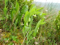 Polygonatum odoratum 29, Welriekende salomonszegel, Saxifraga-Rutger Barendse