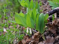 Polygonatum odoratum 30, Welriekende salomonszegel, Saxifraga-Jeroen Willemsen